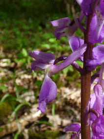 Orchis mascula 'purpurea'